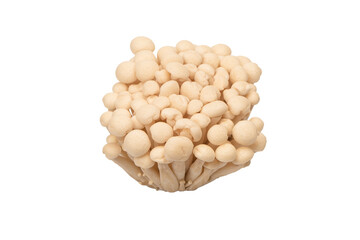 White beech mushrooms isolated on a white background.