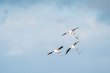 Flock of flying flamingo's in Portugal  Algarve