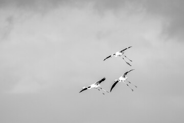 Flock of flying flamingo's in Portugal  Algarve