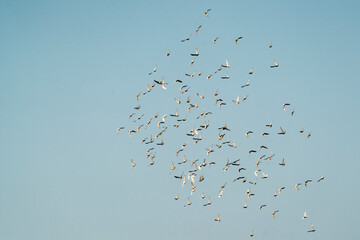 Big flock group of pigeons flying in the sky