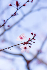 pink cherry blossom