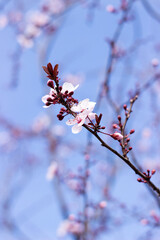 tree blossom