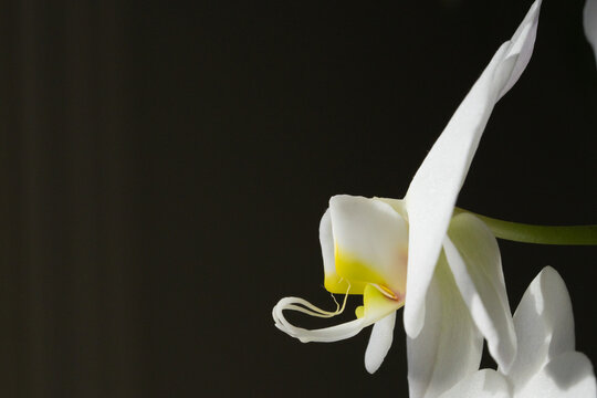 Side profile of a white luna river orchid flower in bloom