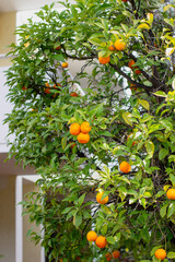 orange tree in the garden