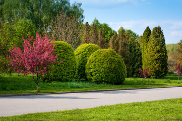 beautiful landscape of the park in spring, the time of flowering of bushes and trees