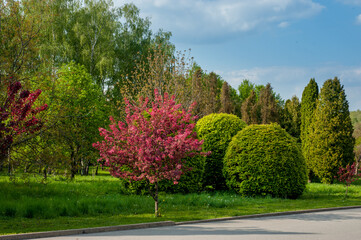 ball-shaped bushes and flowering trees, a beautiful landscape of the park in spring, the flowering season of bushes and trees