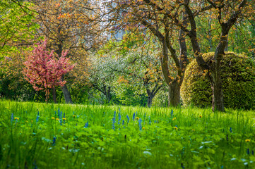 bright green, spring lawn in the park, sun rays blooming time of decorative colored trees