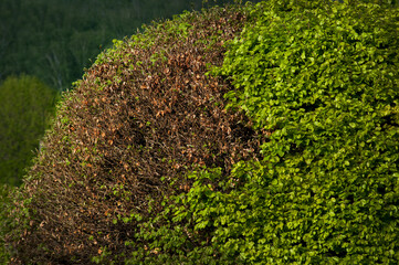 bush with part of yellowed leaves, unhealthy, mortification of part, living and dead