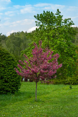 young Nedzvedsky apple tree at the landscape of the park in spring, the flowering time of decorative trees