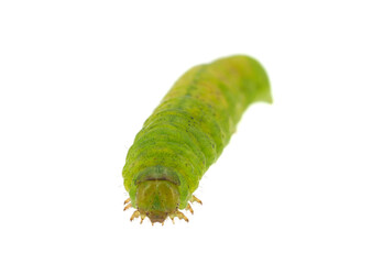 Angle shades caterpillar isolated on white background, Phlogophora meticulosa