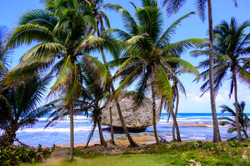 Obraz na płótnie Canvas Rock formation on the beach of Bathsheba, East coast of island Barbados, paradise beach and coast of caribbean island