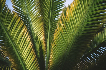 Obraz premium Bright green palm tree leaves