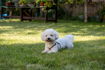 The cute white curly Bison dog on the walk. French bison sitting on the grass and makes perfect pose for photo shooting. Happy puppies in a private playground.