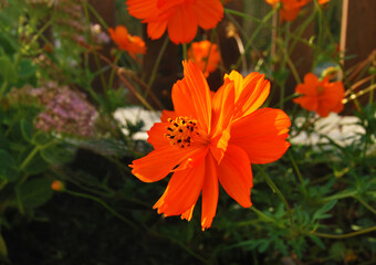 A flower of orange cosmos close up in the garden 