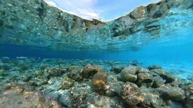 School of yellowfin goatfish swimming over tropical coral in coral garden in reef of Maldives island in 360 degree video camera mode