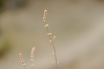 grass in the wind