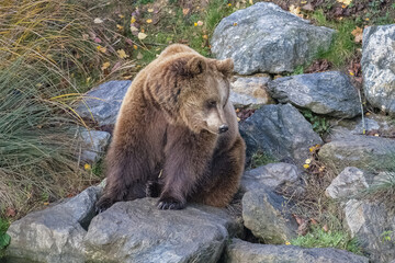 Naklejka na ściany i meble A brown bear standing on a rock, portrait 