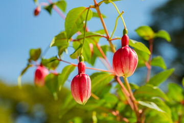 Vivid pink fuchsia buds with soft green blurred background