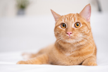 Fototapeta na wymiar A cute ginger cat lies in a white bed. A pet in a cozy bedroom