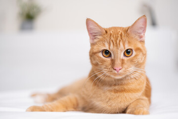 A cute ginger cat lies in a white bed. A pet in a cozy bedroom