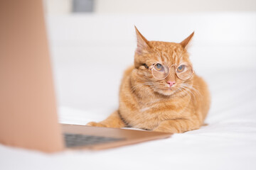 A cute ginger cat lies in bed with his laptop. The pet with the glasses works remotely like a human.