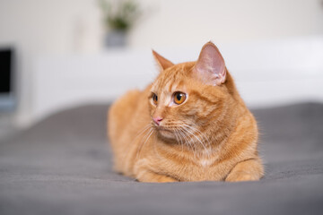 A cute ginger cat is lying on a gray plaid in the bedroom. The concept of pets in a cozy home