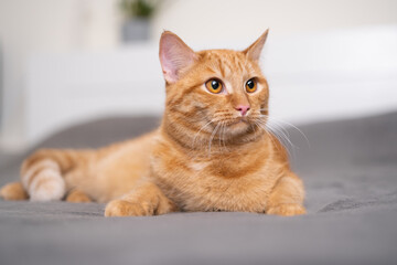 Fototapeta na wymiar A cute ginger cat is lying on a gray plaid in the bedroom. The concept of pets in a cozy home