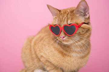 Cute red cat with red heart-shaped sunglasses sits on a pink background. Postcard with cat with...