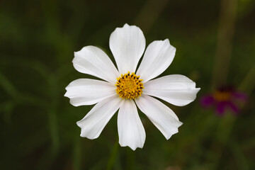 Bumblebee collects nectar on a white cosmos flower. He is followed by a small spider. Macro shot of a bumblebee, selective focus.