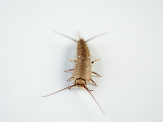 Long tailed Silverfish. Genus Ctenolepisma