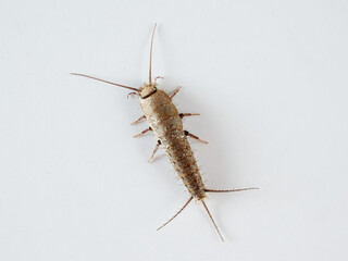 Long tailed Silverfish. Genus Ctenolepisma