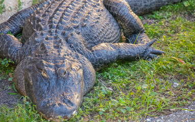 Beautiful specimen of baby aligator in the Florida Everglades in the United States