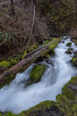 Mossy log over flowing creek on hiking trail in the beautiful Columbia River Gorge, Oregon