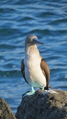Galapagos Islands