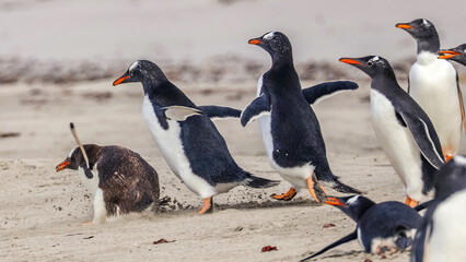Magdalena Island, Punta Arenas, Chile