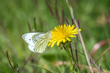 Green-veined white butterfly hanging from a dandelion