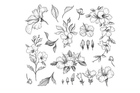 Hibiscus Flower Illustrations - Vector Graphics - Floral Illustration - Cutting Files - Vector Set - Wild Flowers - Leaf - Leaves - Collection - Nature - Transparent - Isolated - Illustrator - PNG	