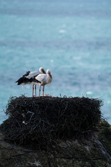 stork nesting on cliffs with sea in the background