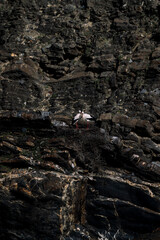 stork nesting on cliffs with sea in the background