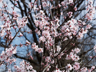 The almond tree (Prunus dulcis) a tree in the Rosaceae family, whose pinkish-white flowers appear before the leaves
