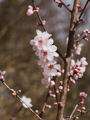 The almond tree (Prunus dulcis). Fruit trees with their magnificent pink or white flowers in winter
