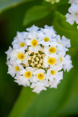 Beautiful white flowers on a green background. Macro photography. Blurred background.
