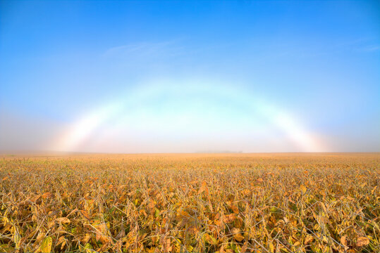 Fogbow over the bean field