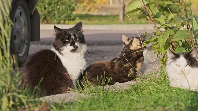 Homeless cats rest in green grass on the street. Gray and white stray cats lie lit by the sun on the ground on autumn day. Close-up of cat's muzzle. Flock of cats huddled together are resting in park