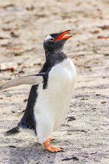 Magdalena Island, Punta Arenas, Chile