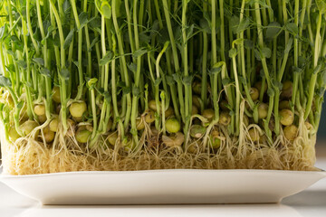 Sprouted pea sprouts, microgreens in a white rectangular plate, close-up