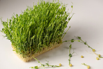 microgreens on a white background