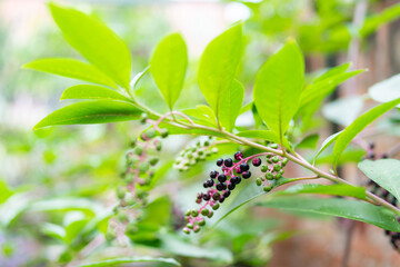Close-up of Phytolacca americana fruit with purple and pink berries. Pokeweed plant in the garden on autumn season