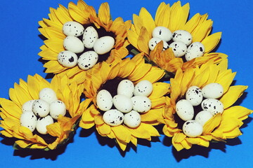 white easter eggs on a blue background lying in sunflower flowers easter symbol holiday religious...