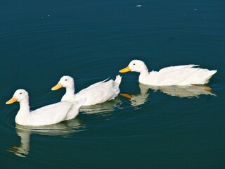 Drei weisse Enten auf Wasser